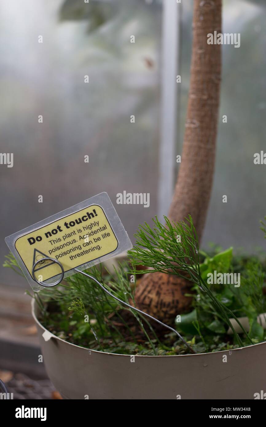 A warning sign on a poisonous plant. Stock Photo