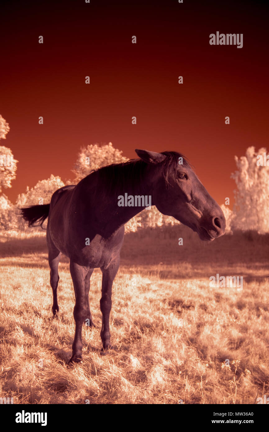 Horse portrait using infrared filter Stock Photo Alamy