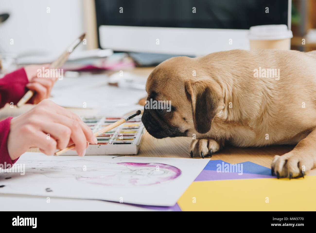 Pug sniffing brushes of female illustrator Stock Photo Alamy