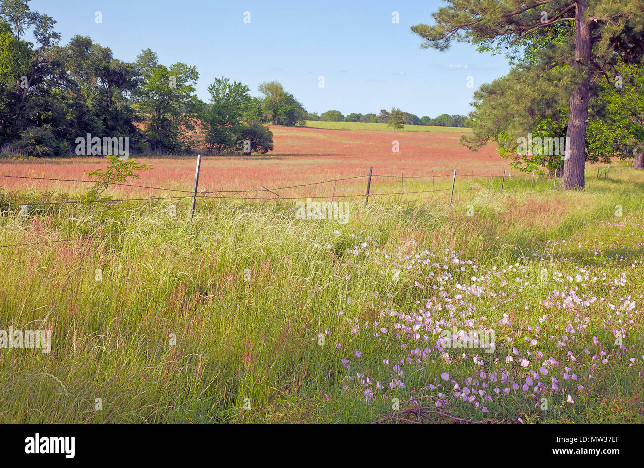 Rural Field, Montgomery County, Texas. Stock Photo