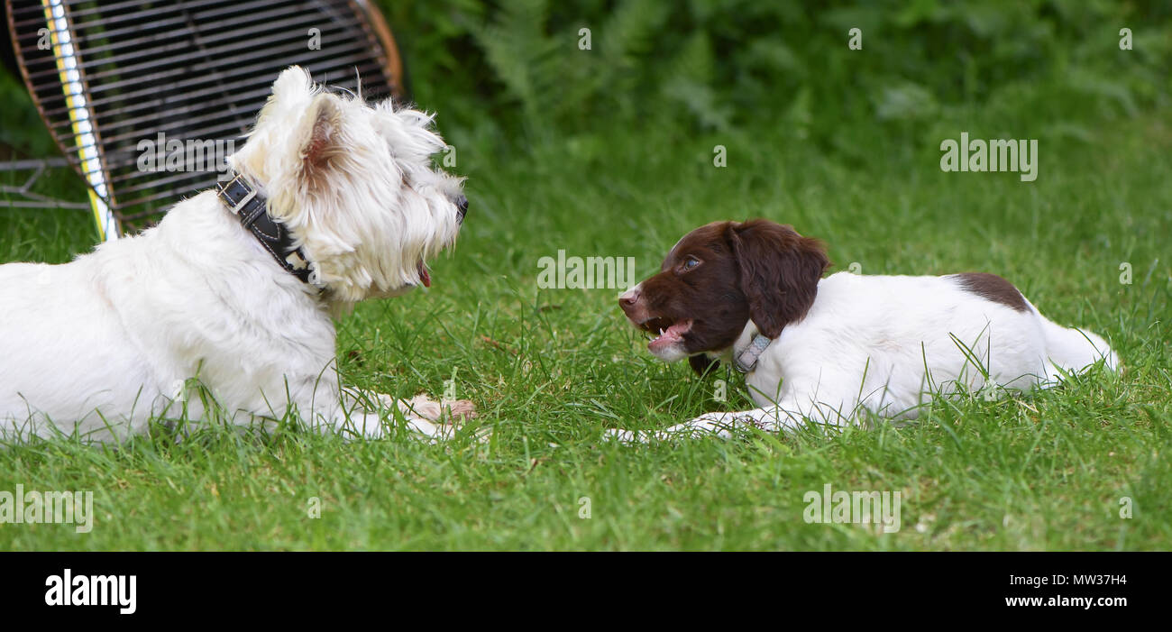 A English Springer Spaniel 10 week old puppy socialises by meeting and playing with a  West Highland Terrier. Stock Photo