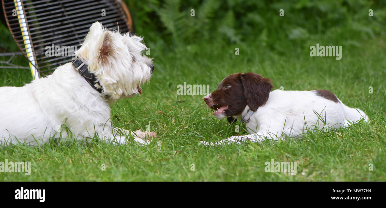 west springer spaniel