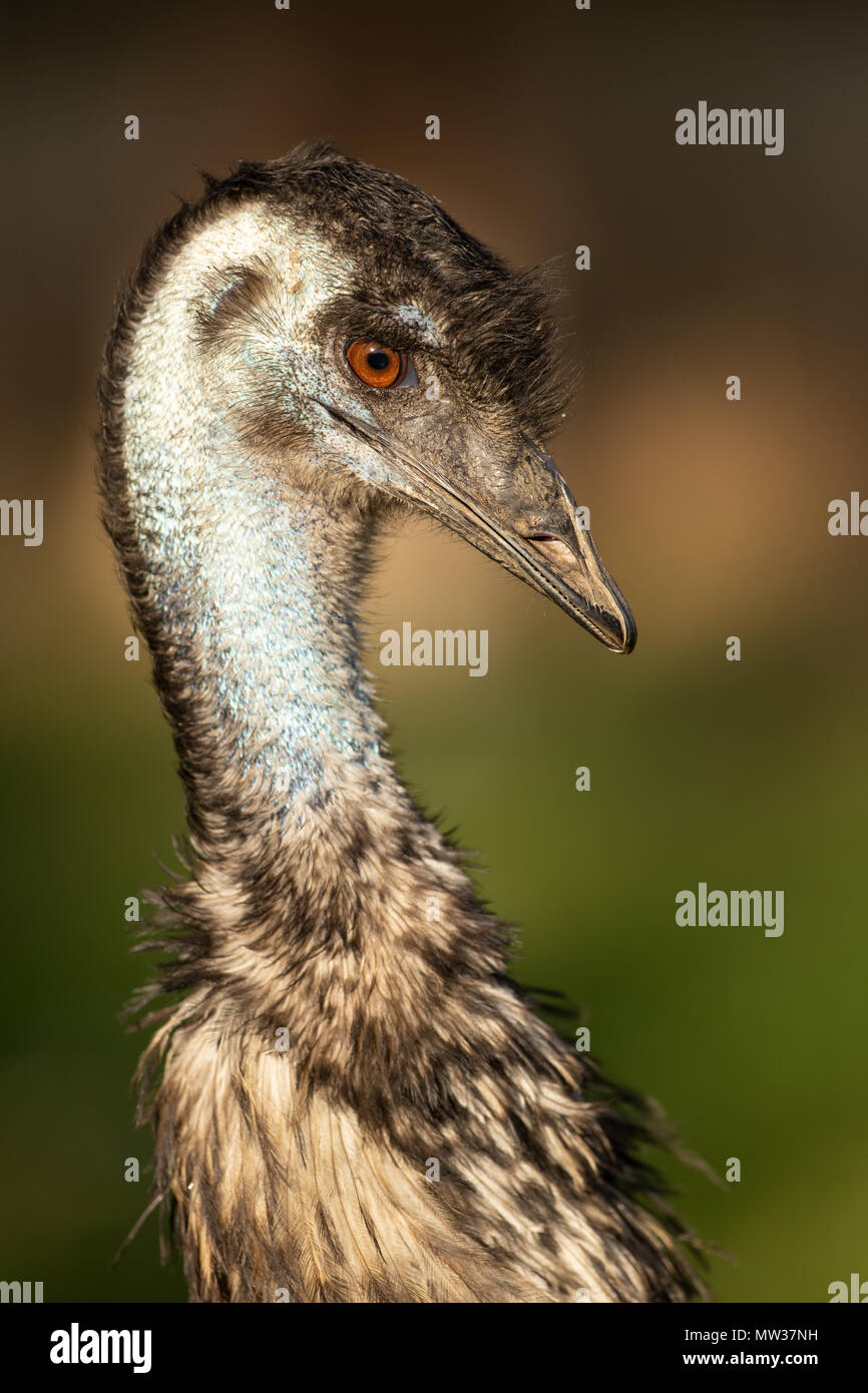 Profile of the head of an emu (dromaius), facing to the right Stock Photo