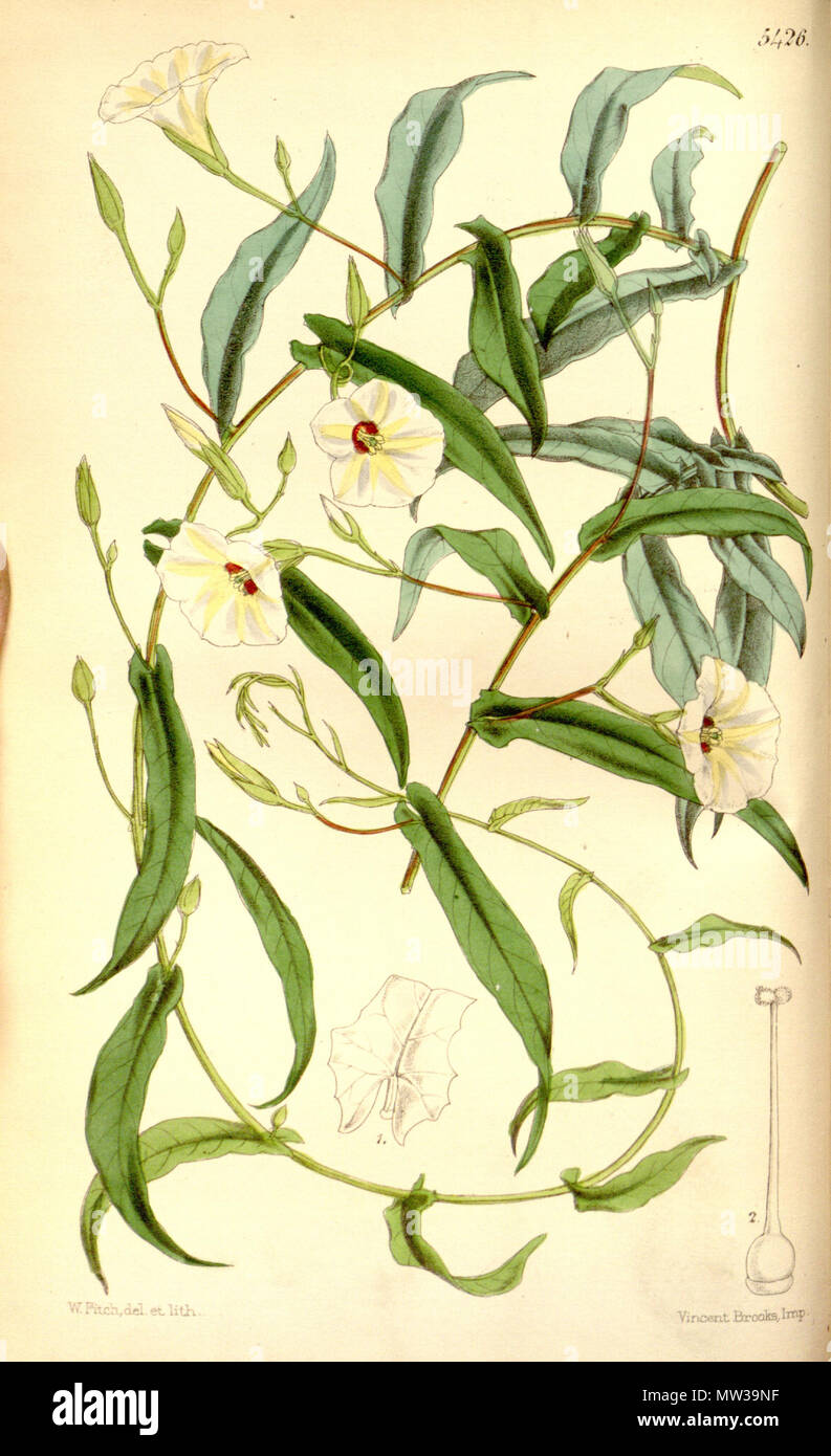 . Xenostegia tridentata . 1864. Hooker 655 Xenostegia tridentata (Ipomoea filicaulis) Bot. Mag. 90. 5426. 1864 Stock Photo