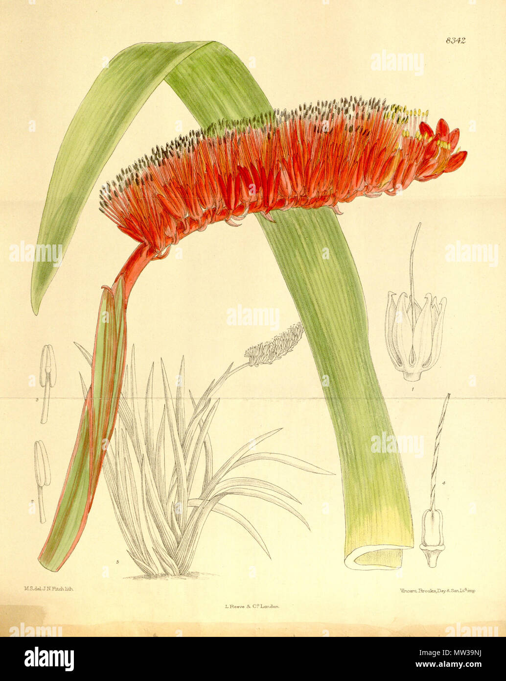 . Xeronema moorii, Xeronemataceae . 1910. M.S. del., J.N.Fitch lith. 655 Xeronema moorii 136-8342 Stock Photo