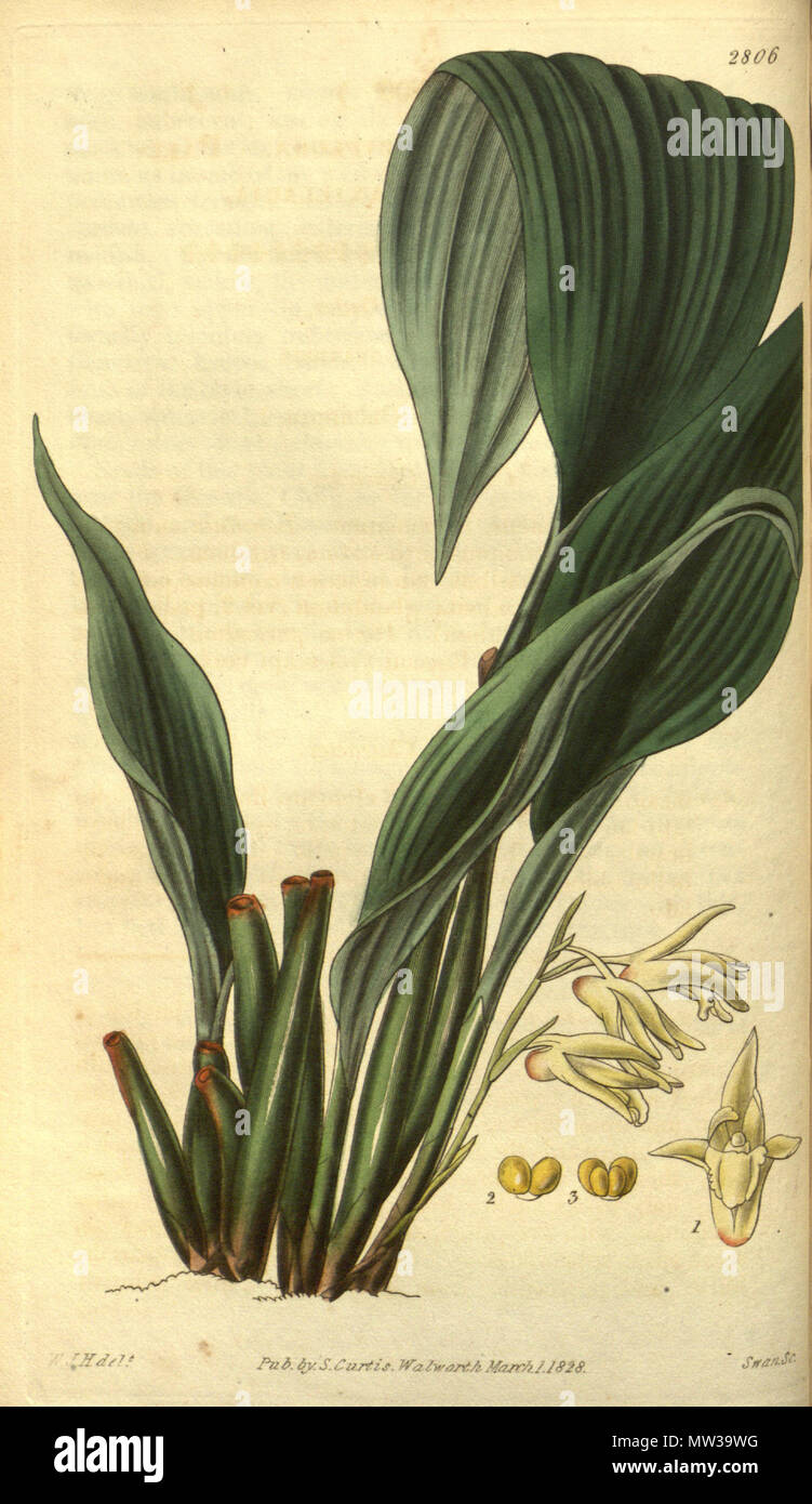 . Illustration of Xylobium pallidiflorum (as syn. Maxillaria pallidiflora) . 1828. W. J. H. (= William Jackson Hooker) (1785-1865) del., Swan sc. 656 Xylobium pallidiflorum (as Maxillaria pallidiflora) - Curtis' 55 (N.S. 2) pl. 2806 (1828) Stock Photo