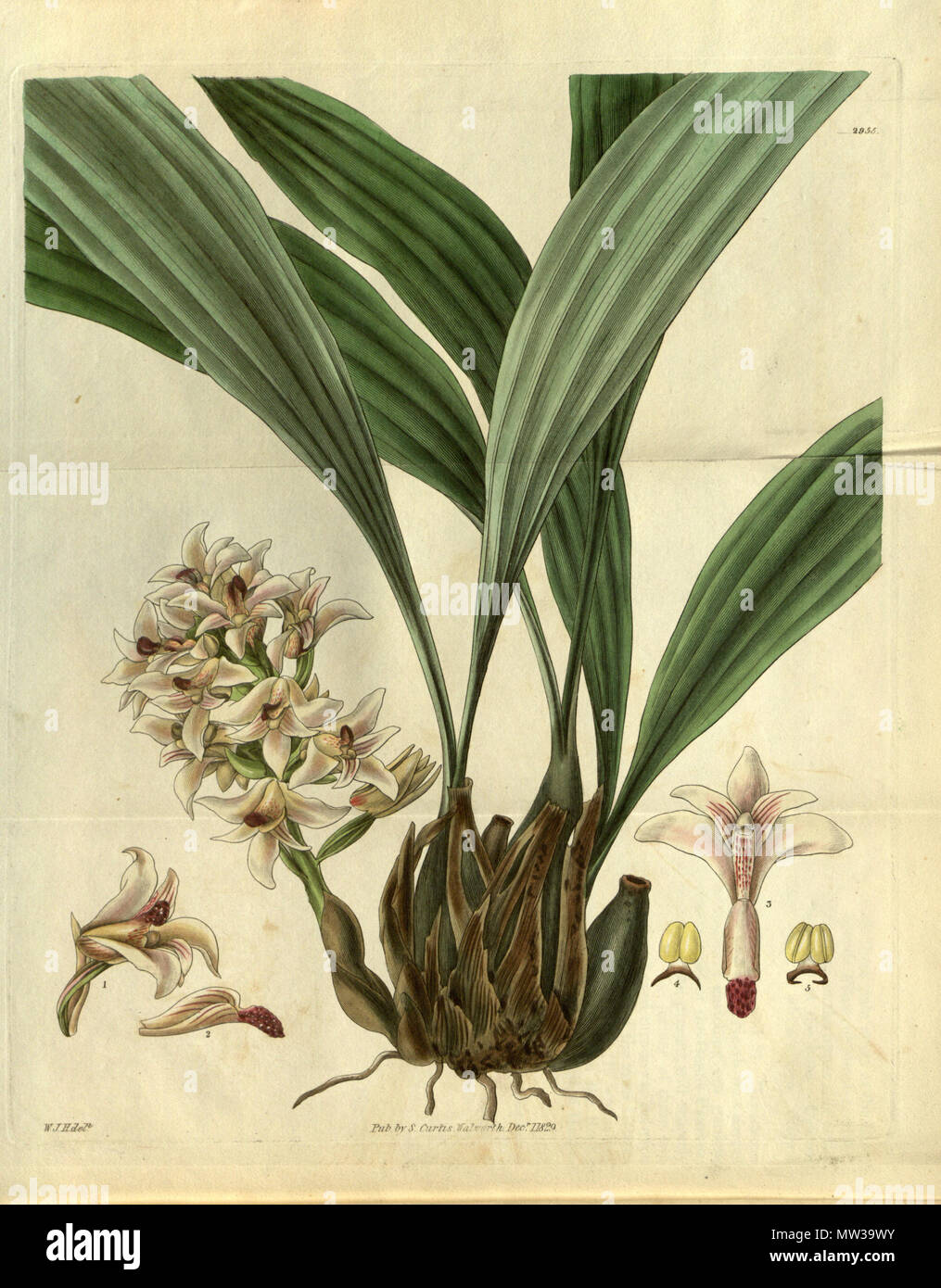 . Illustration of Xylobium squalens (as syn. Maxillaria squalens) . 1829. W. J. H. (= William Jackson Hooker) (1785-1865) del. 656 Xylobium squalens (as Maxillaria squalens)- Curtis' 56 (N.S. 3) pl. 2955 (1829) Stock Photo