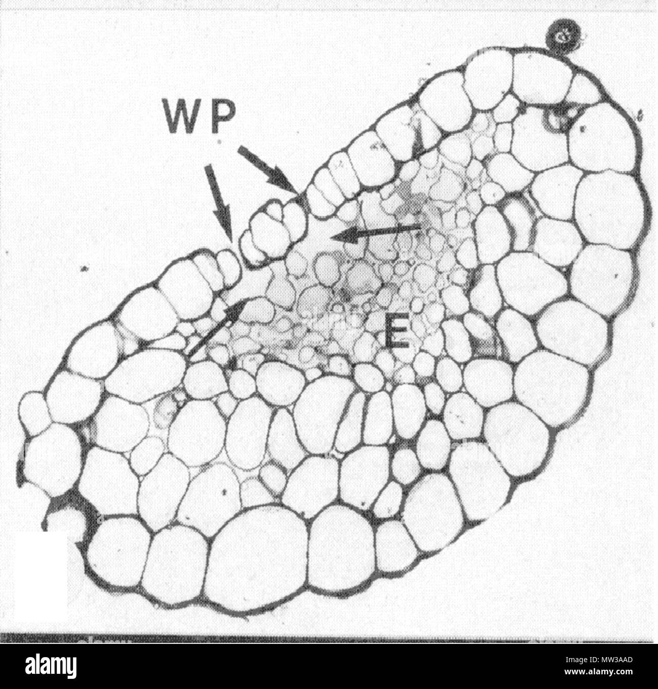 . English: Cross section of the margin tip from a young strawberry leaf. Section shows the hydathode with water pores (WP) on the adaxial surface and the epithem (E) below. 1 November 2004. Fumiomi T., Michael EW, Glenn DM 658 Young strawberry leaf section Stock Photo