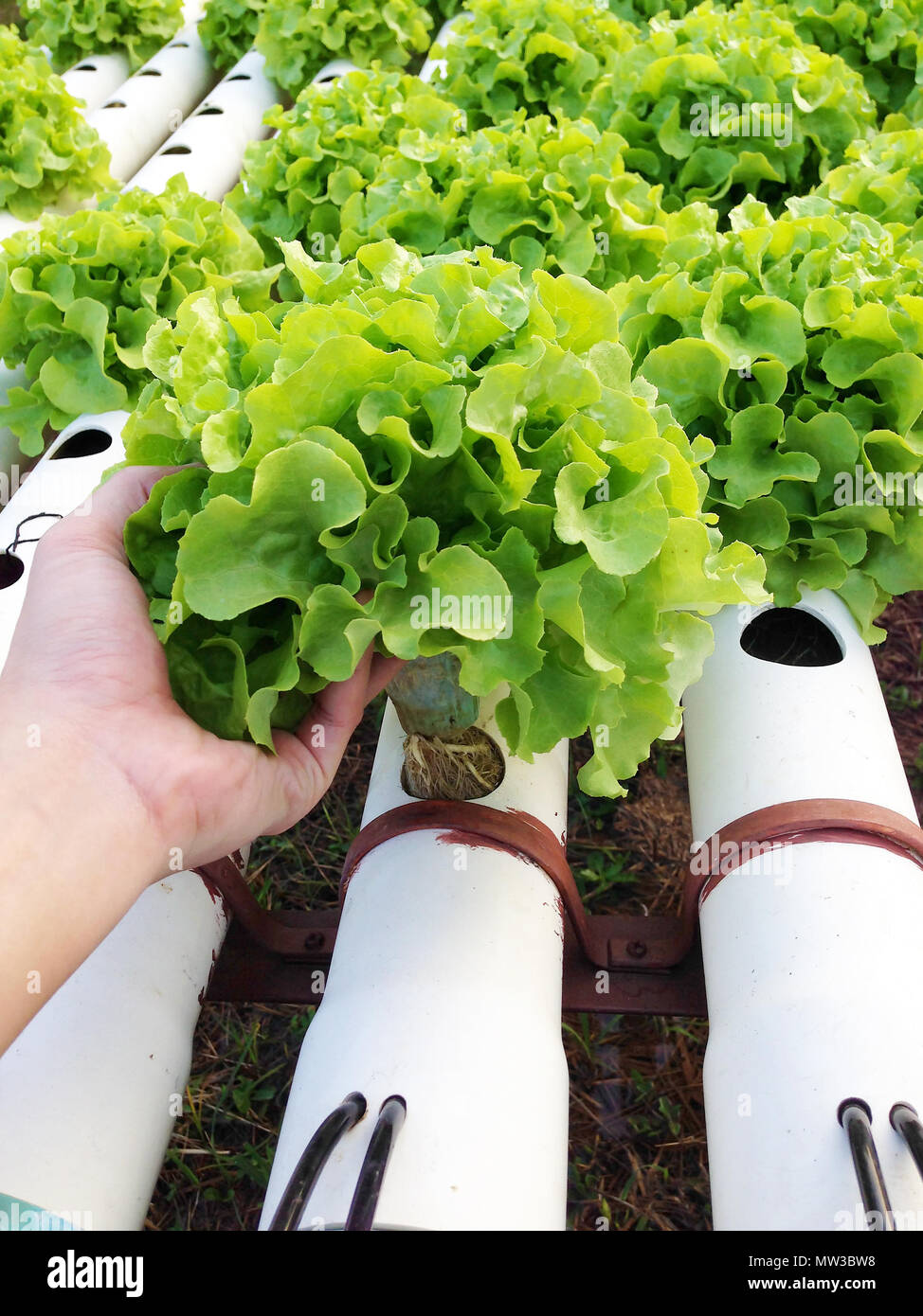 Harvest organic hydroponic vegetable cultivation farm Stock Photo
