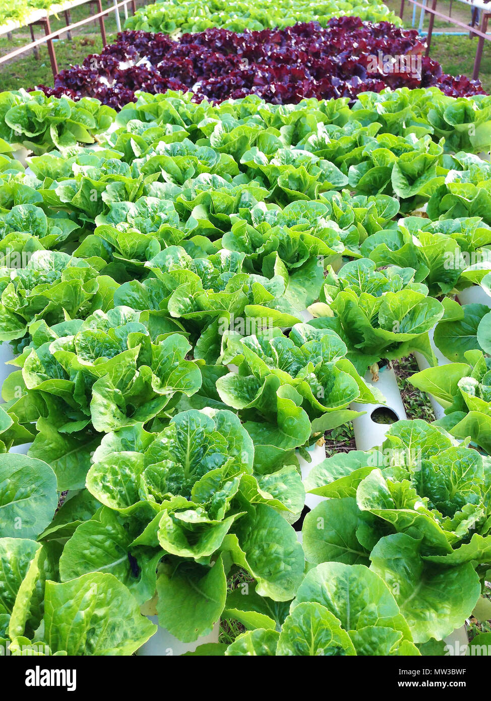 Organic hydroponic vegetable cultivation farm Stock Photo