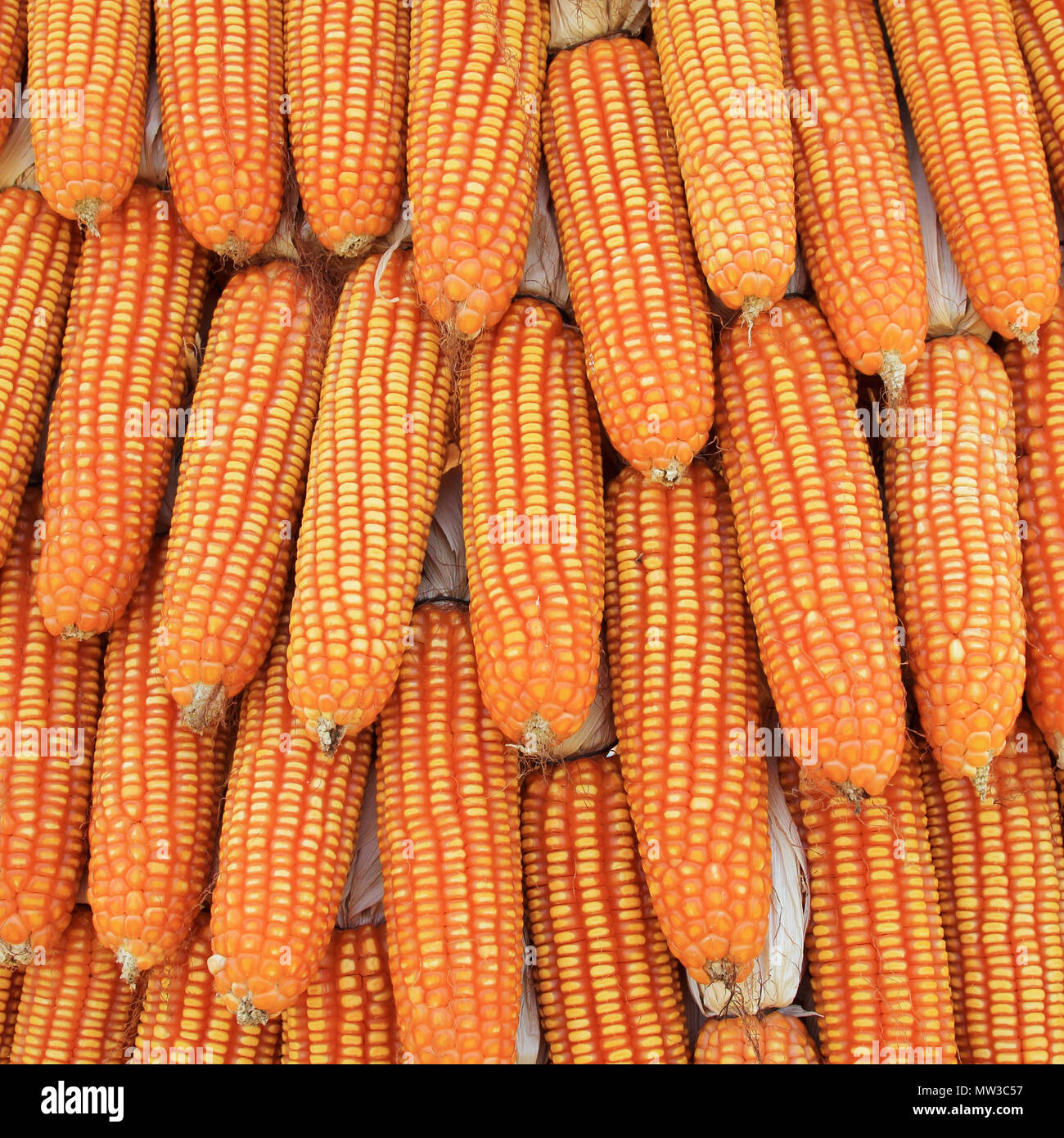 yellow corn in husk ready for harvest background Stock Photo Alamy