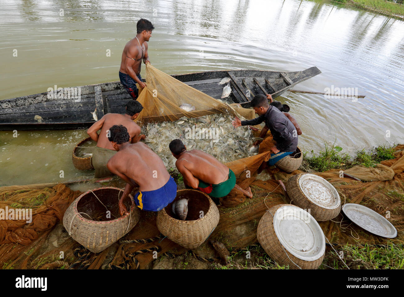 Fishermen catches of their cultivated fish at Gowainghat in Sylhet. Bangladesh. Stock Photo