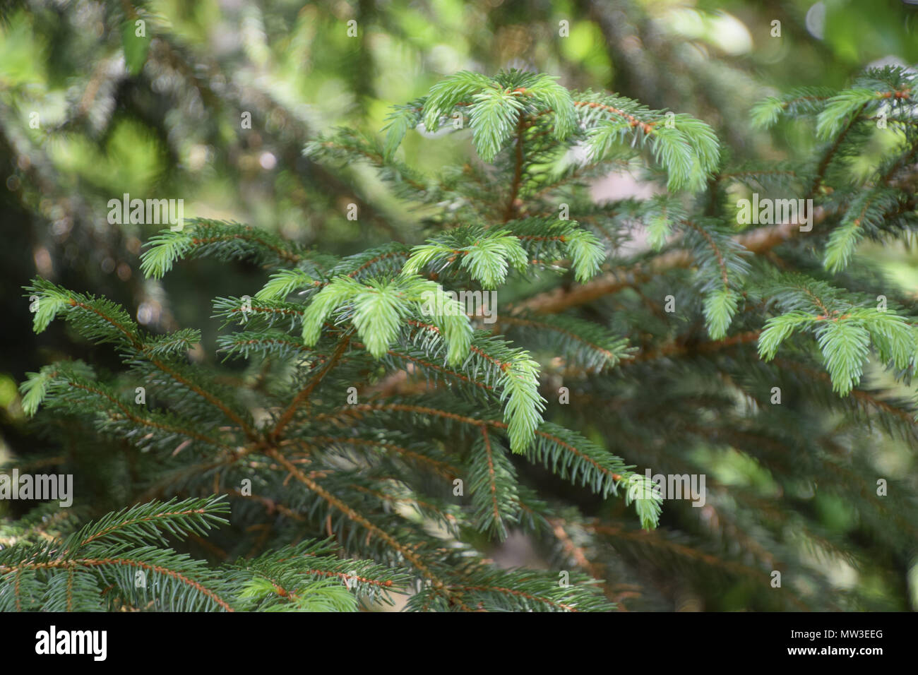 sprouts bright green colored of a fir in early spring Stock Photo