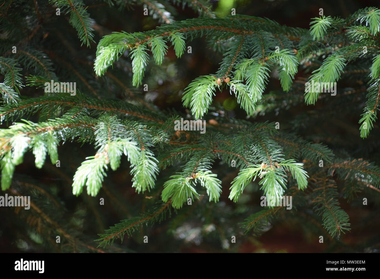 new soft green branches of pinales in spring Stock Photo