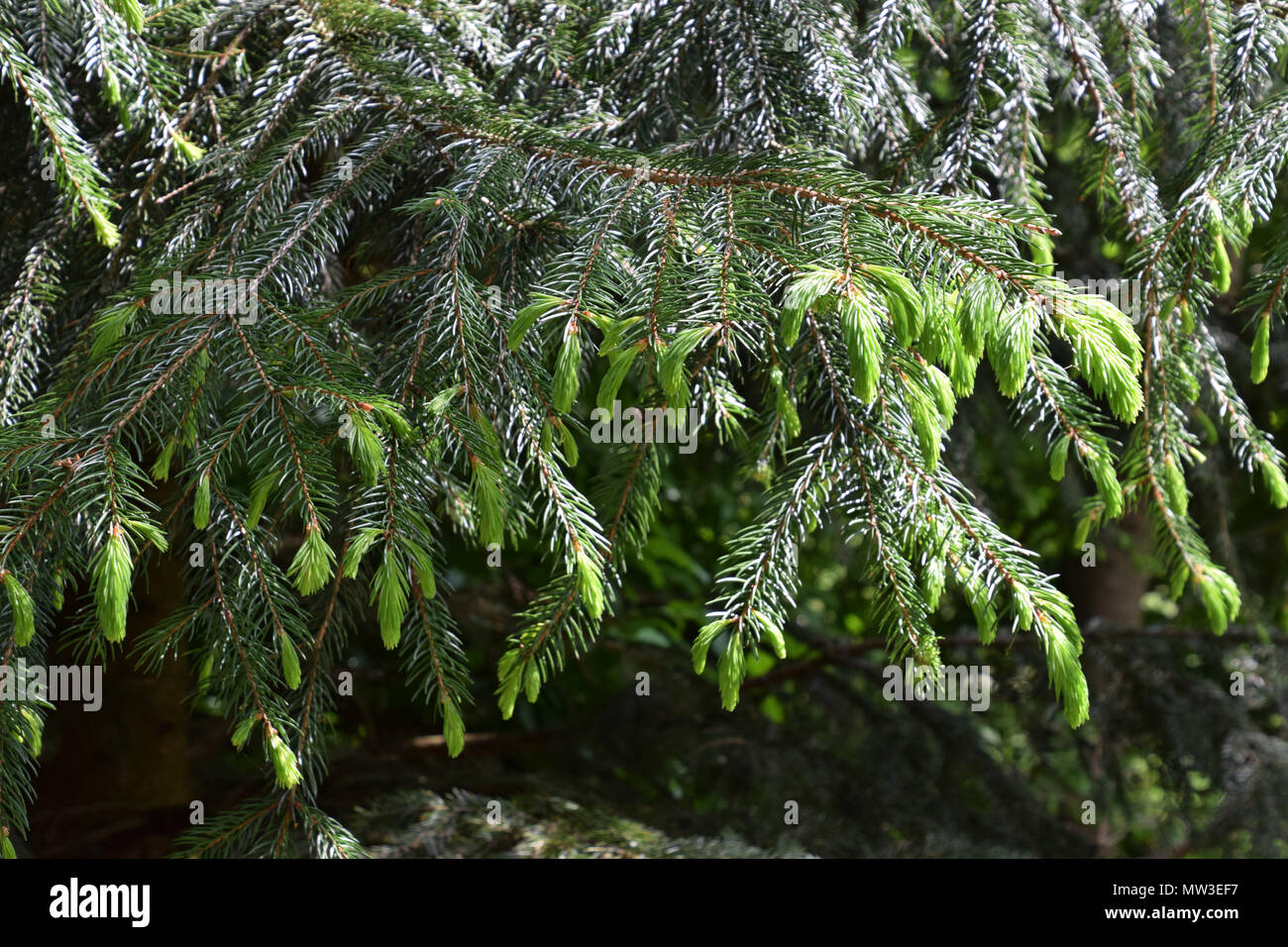 fresh bright green new young sprouts of spruce tree in spring Stock Photo