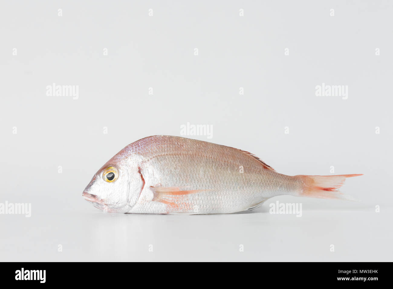 Seafood and Fish in a Flatlay on White Background. Clams, Oysters, CrayFish, Red Scorpionfish and Seabream. Stock Photo