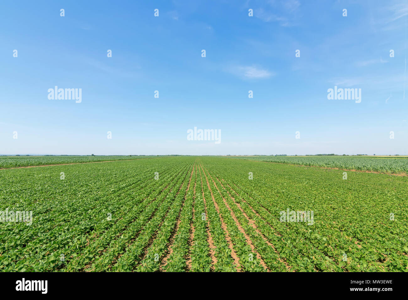 Young soybean crop usa hi-res stock photography and images - Alamy