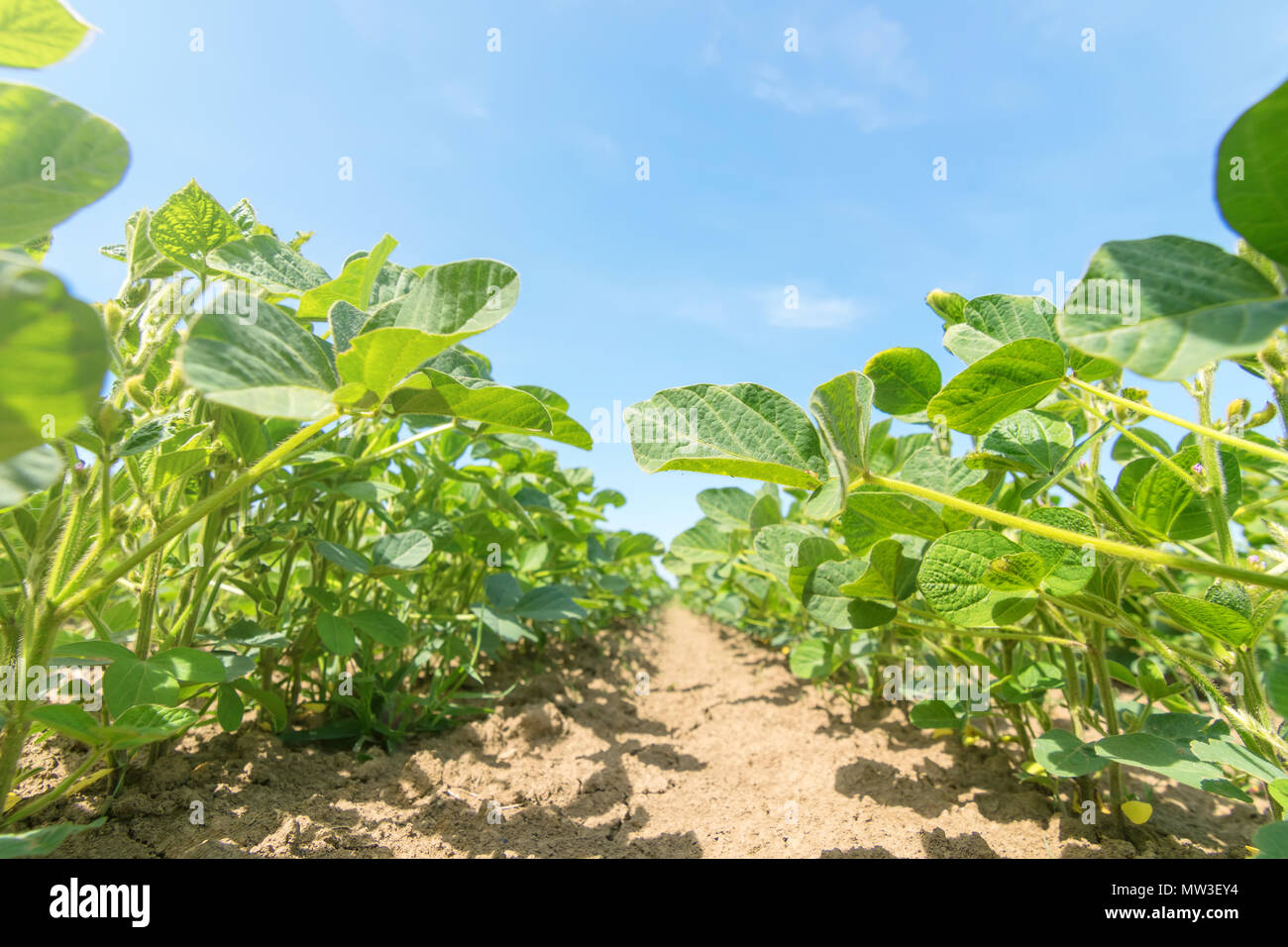 Soybean field rows in closeup hi-res stock photography and images - Alamy