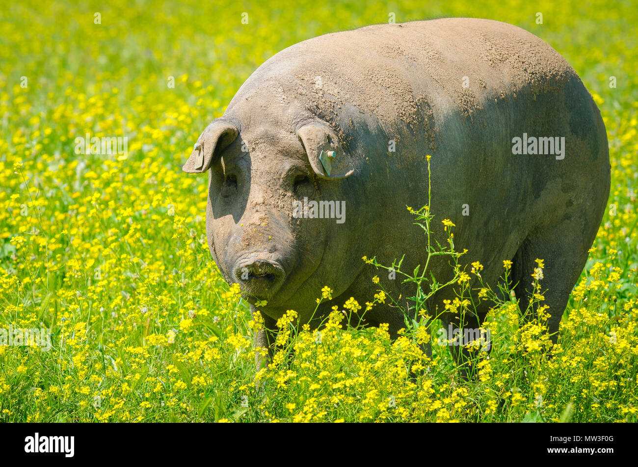 portrait of Iberian pig herd (pata negra) in a flower field Stock Photo