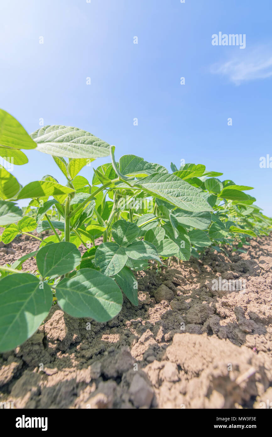 Soybean field rows in closeup hi-res stock photography and images - Alamy