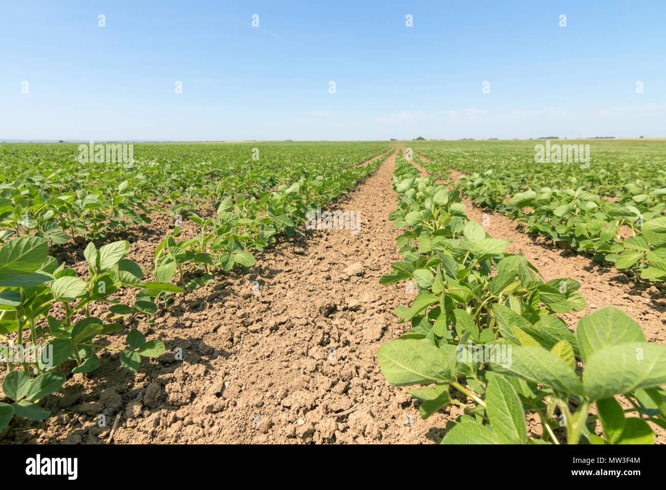 Young soybean crop usa hi-res stock photography and images - Alamy