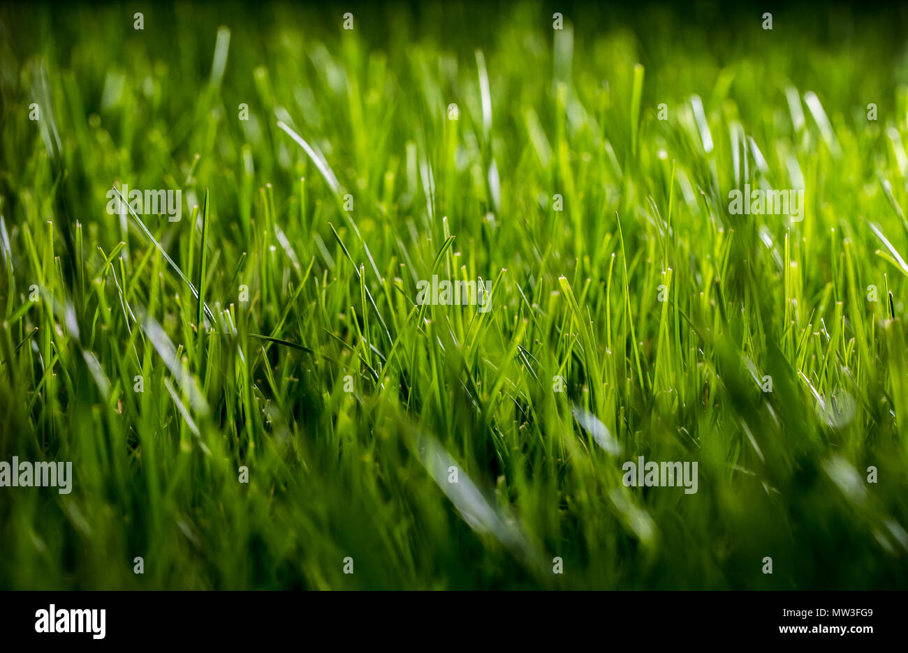 green grass with blurry shades of green background in evening Stock ...
