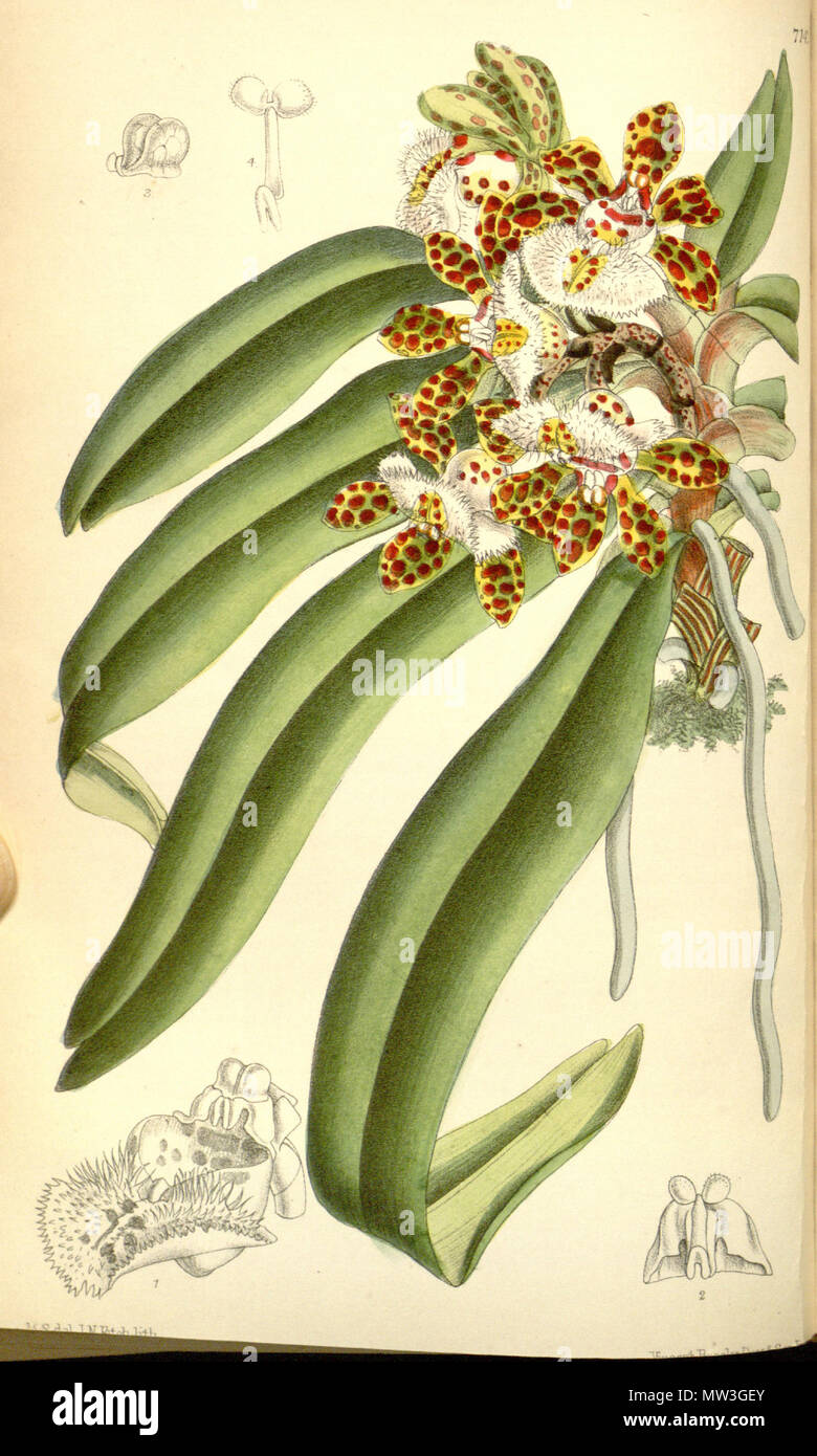 . Illustration of Gastrochilus bellinus (as syn. Saccolabium bellinum) . 1890. M. S. del. ( = Matilda Smith, 1854-1926), J. N. Fitch lith. ( = John Nugent Fitch, 1840–1927) Description by Joseph Dalton Hooker (1817—1911) 235 Gastrochilus bellinus (as Saccolabium bellinum) - Curtis' 116 (Ser. 3 no. 46) pl. 7142 (1890) Stock Photo