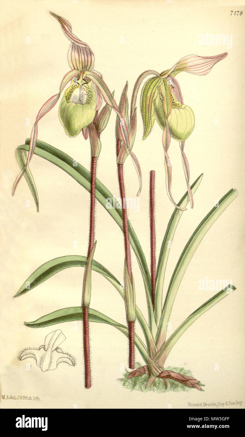 . Illustration of Phragmipedium klotzschianum (as syn. Cypripedium klotzschianum) . 1891. M. S. del. ( = Matilda Smith, 1854-1926), J. N. Fitch lith. ( = John Nugent Fitch, 1840–1927) Description by Joseph Dalton Hooker (1817—1911) 481 Phragmipedium klotzschianum (as Cypripedium klotzschianum) - Curtis' 117 (Ser. 3 no. 47) pl. 7178 (1891) Stock Photo
