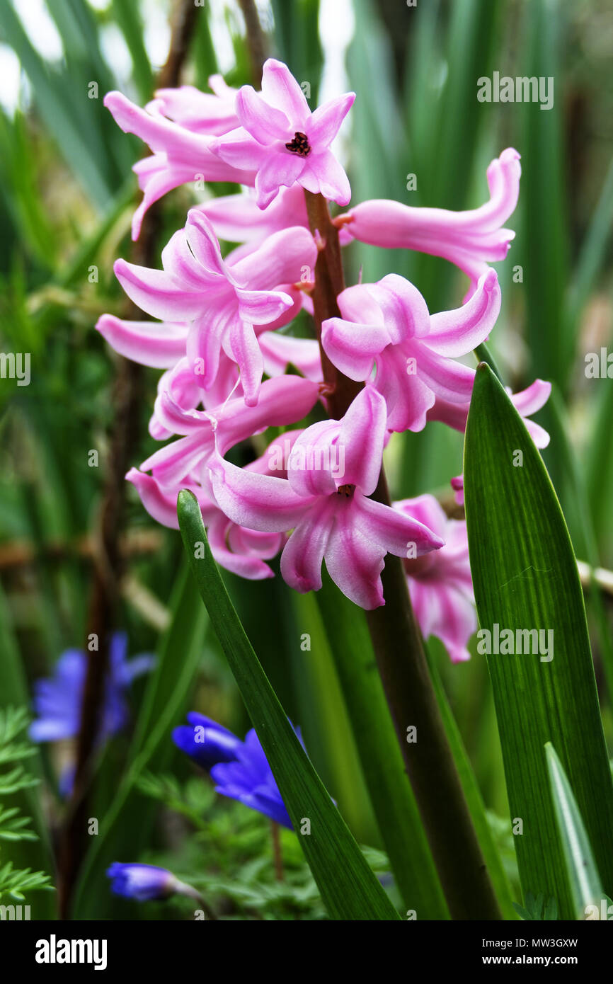 Hyacinthus orientalis hybrid (Hyacinthaceae) in a garden. Stock Photo