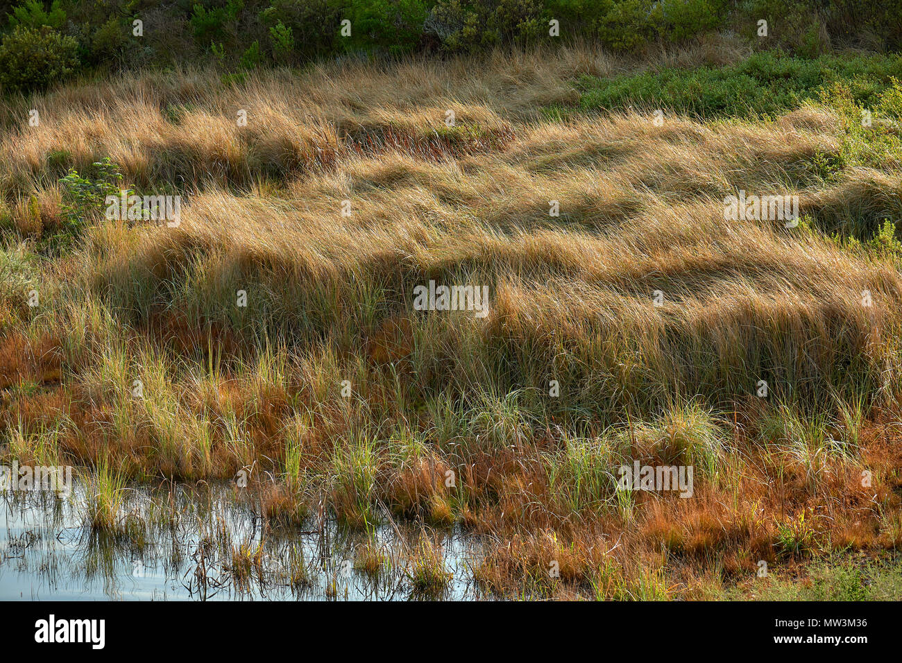 Wild grass in edges of dam Stock Photo