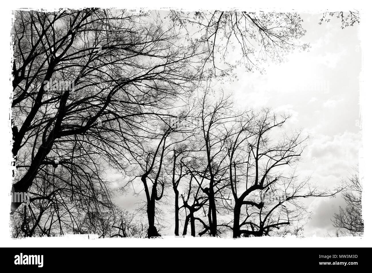 Black And White Bare Trees With Worn Borders Nature