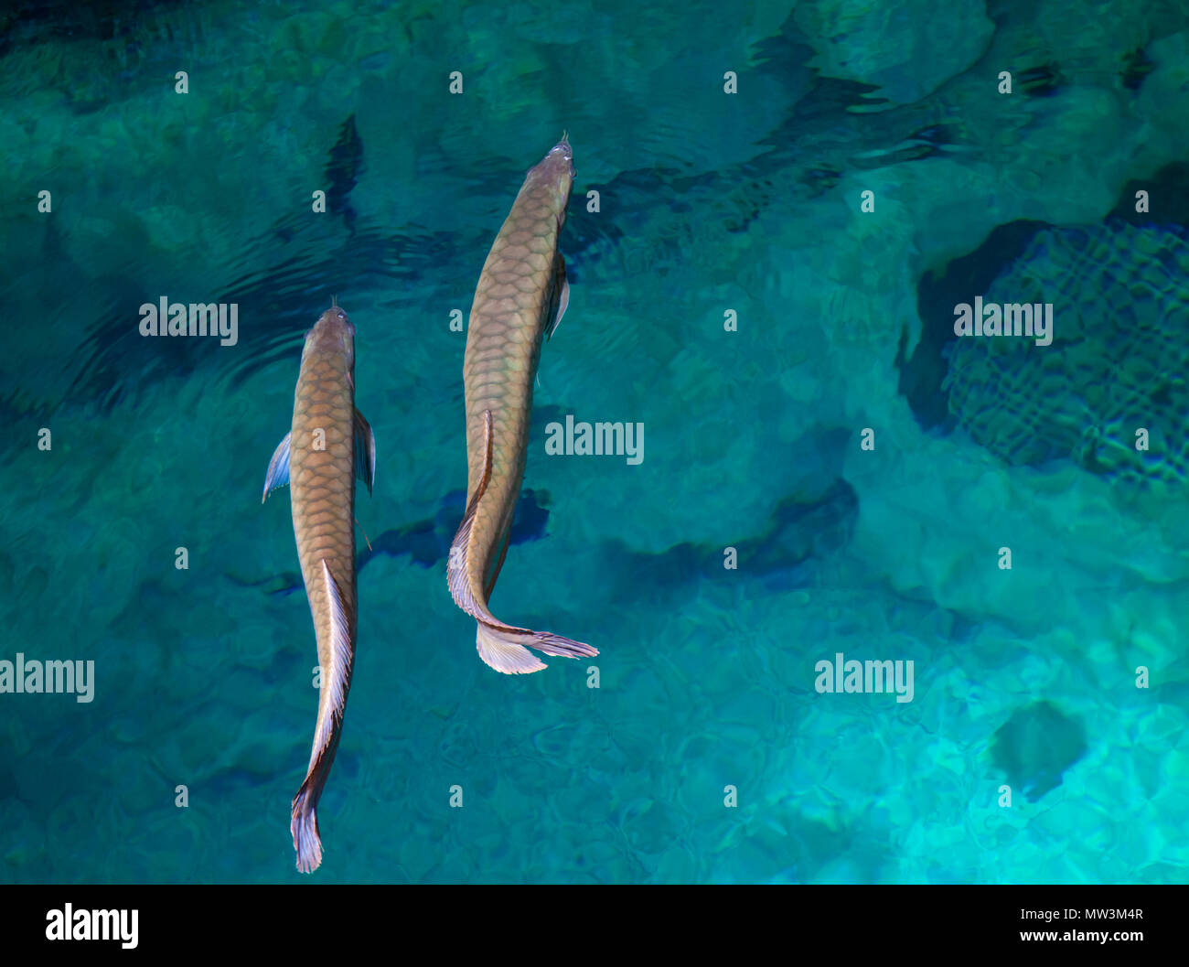 Silver Arowana Fish Wallpaper