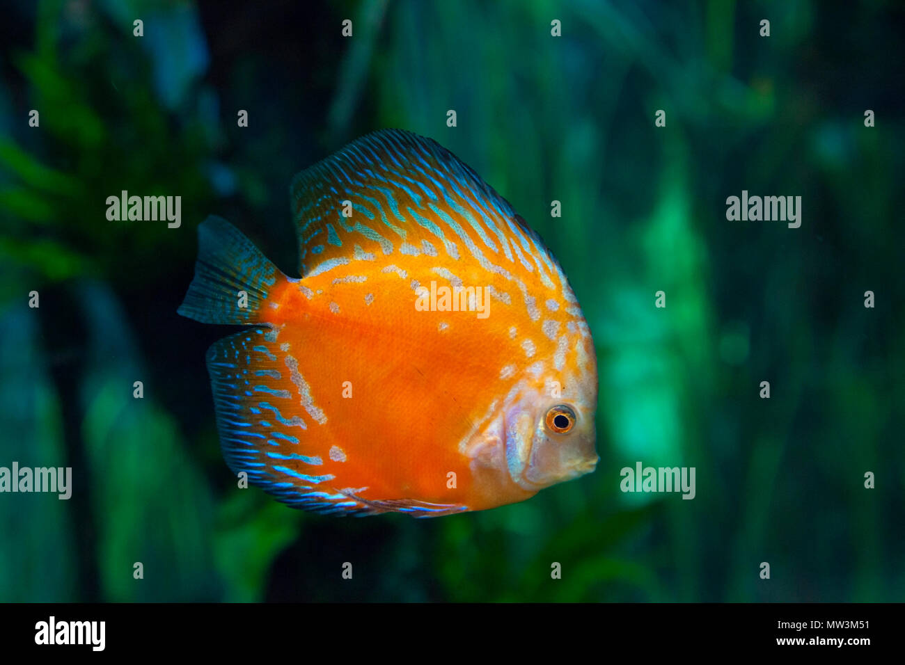 exotic aquarium background  with orange and blue discus fish Stock Photo