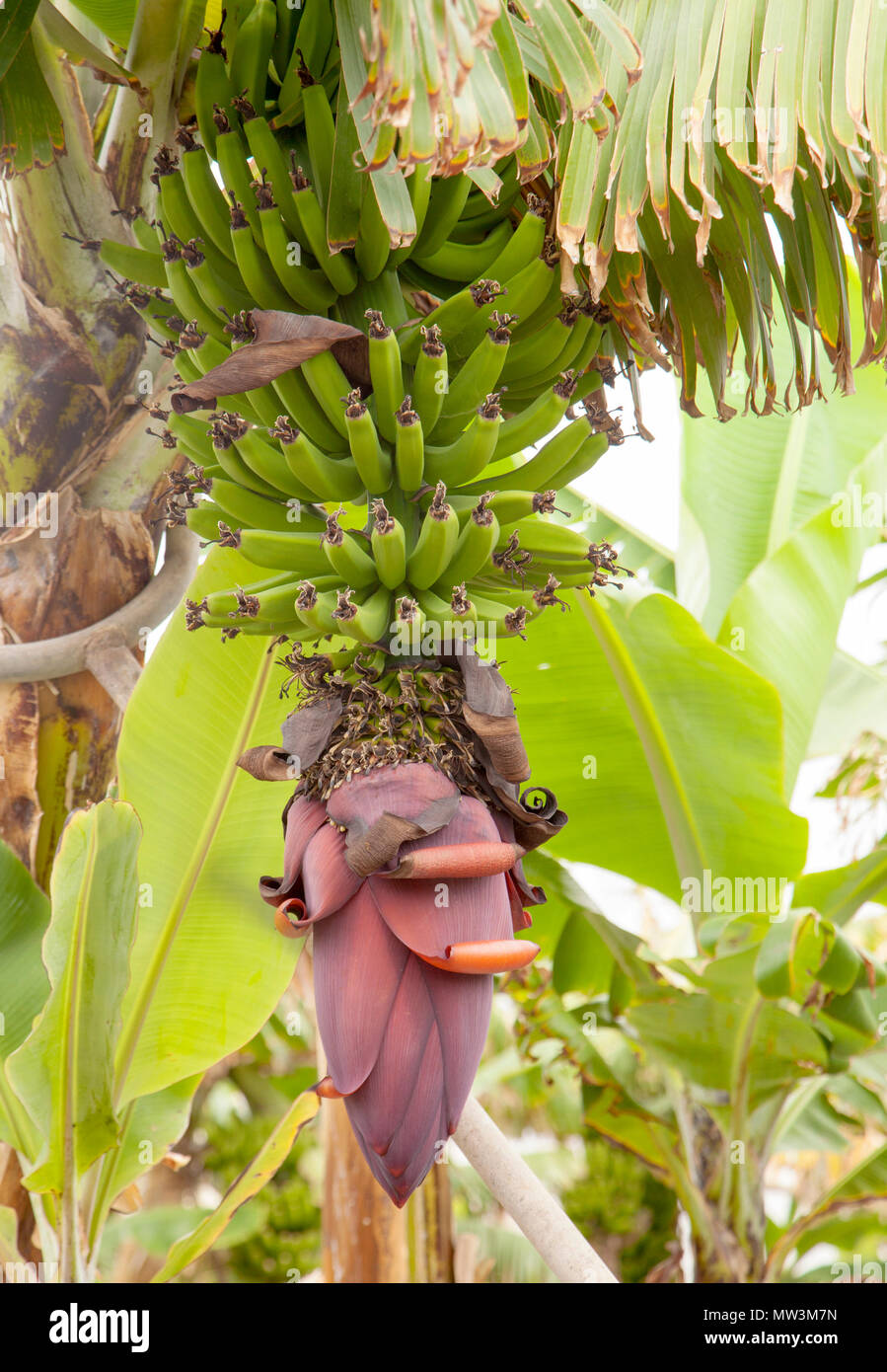 ripening cluster of green banana natura floral background Stock Photo