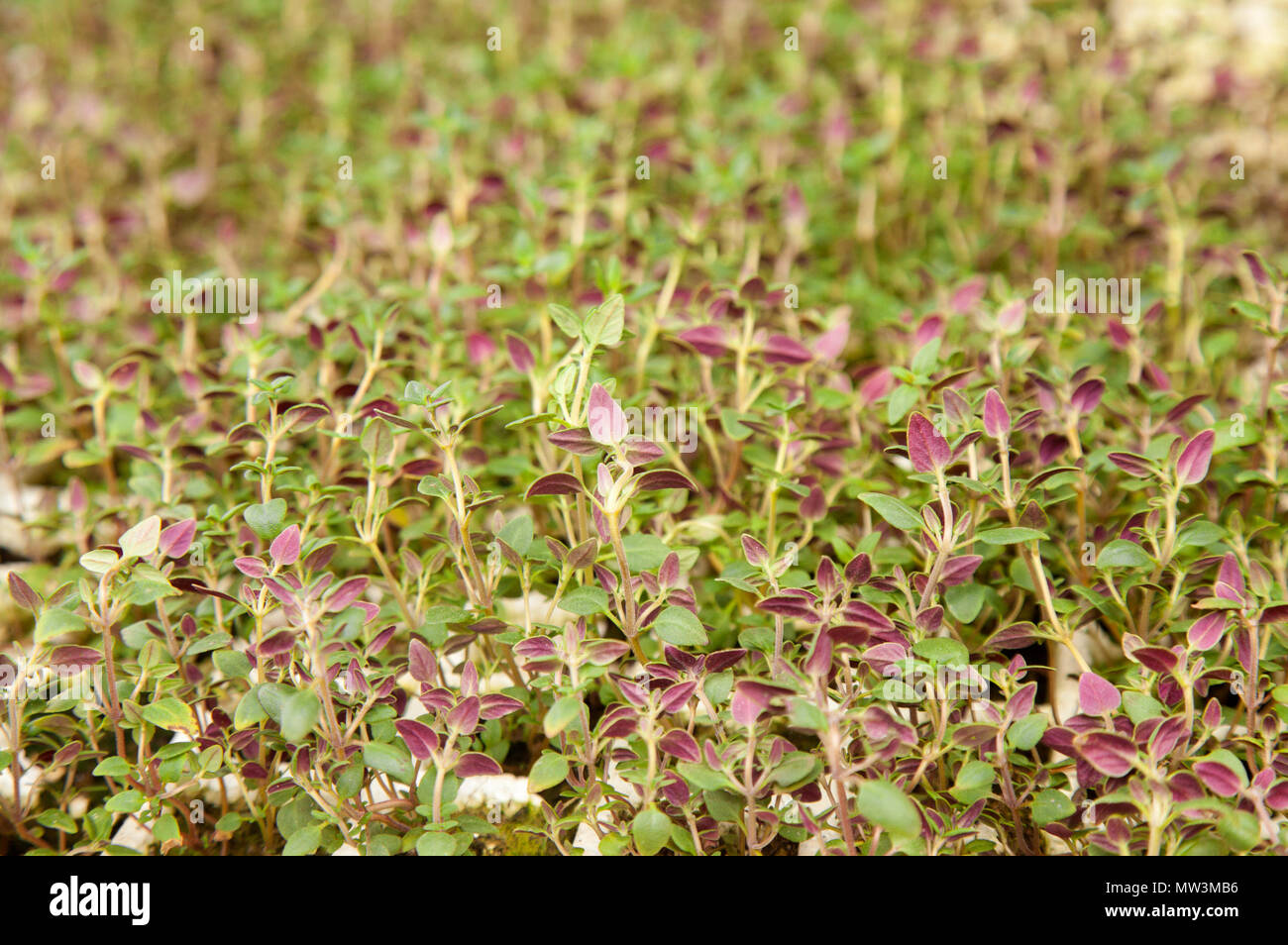 growing thyme seedlings background, underside of the leaflets purple