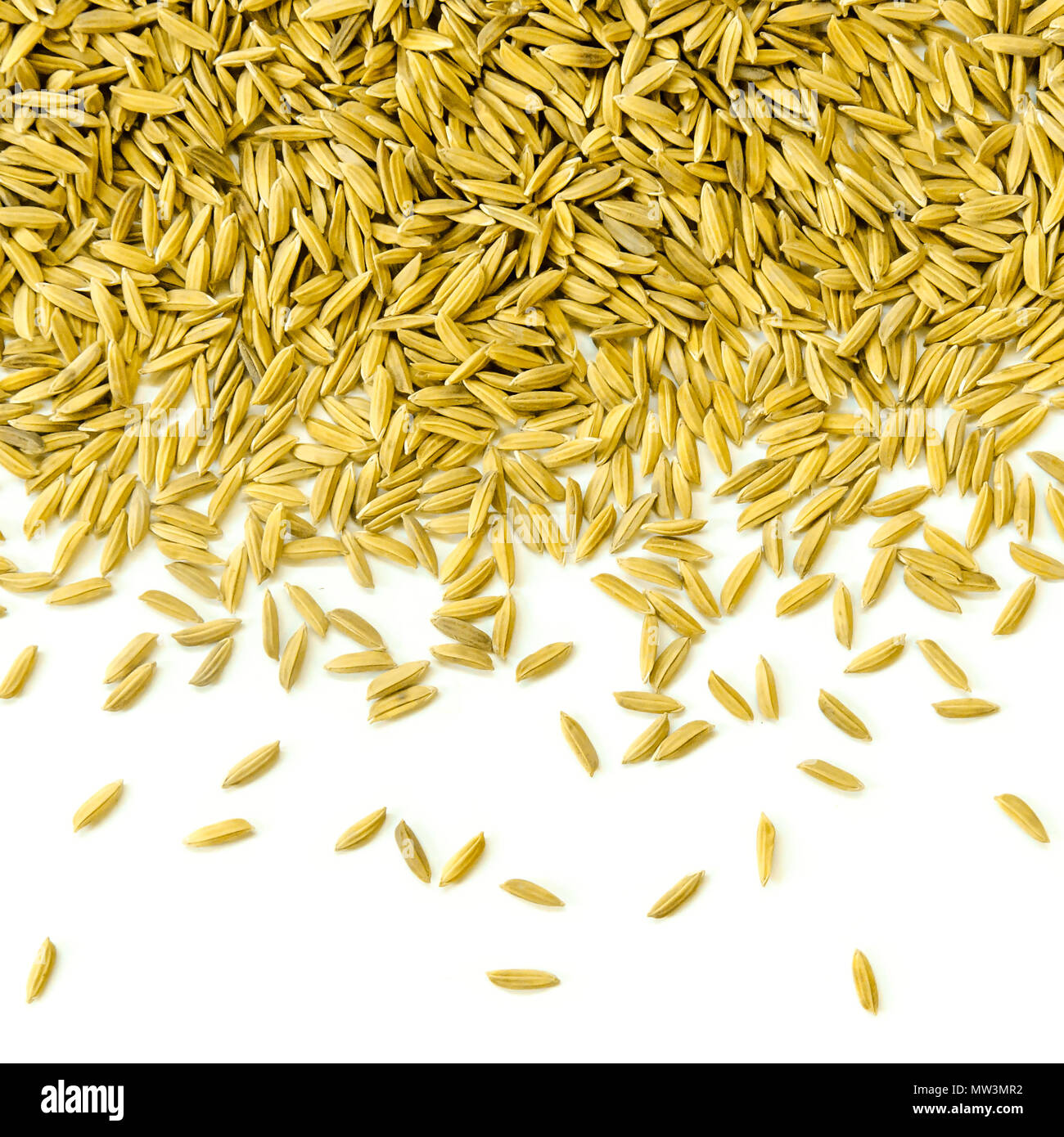 Top view of paddy rice and rice seed on the white background for isolated, Brown of rice grain and close-up of rice pile Stock Photo