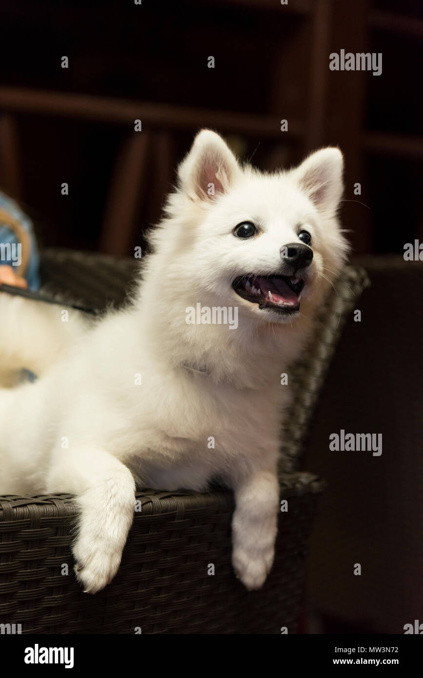 Japanese Spitz High Resolution Stock Photography And Images Alamy Japanese Spitz High Resolution Stock Photography And Images Alamy
