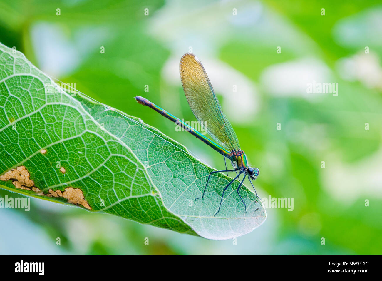 Blue and green dragonfly resting on the leaf Stock Photo - Alamy