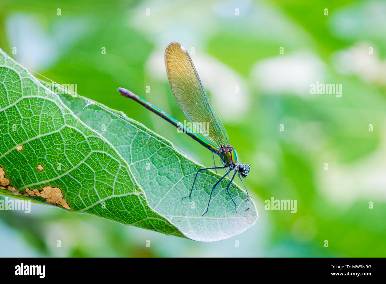 Blue and green dragonfly resting on the leaf Stock Photo - Alamy