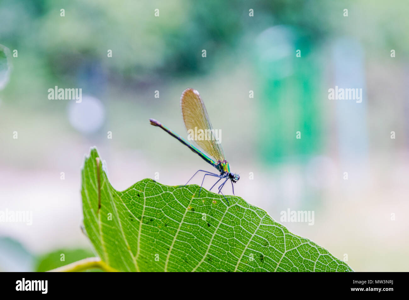 Blue and green dragonfly resting on the leaf Stock Photo - Alamy