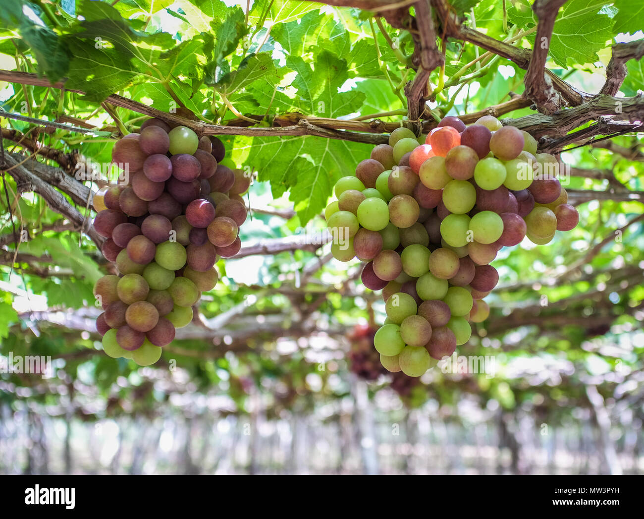 Grapes on the vine at summer day in Phan Rang, Vietnam Stock Photo Alamy