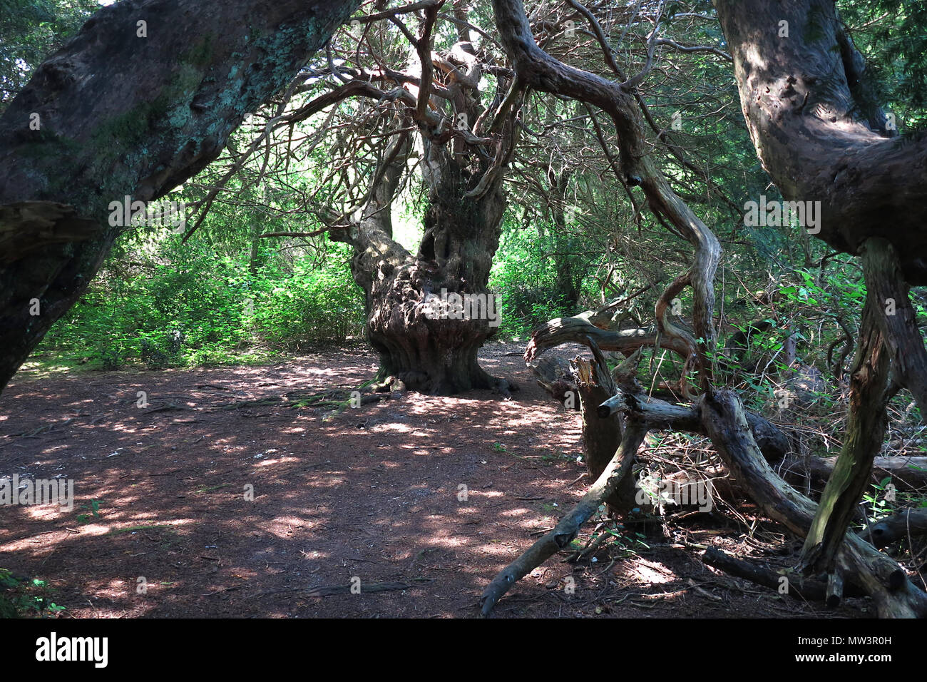 Yew trees in Kingley Vale National Nature Reserve, West Sussex, England