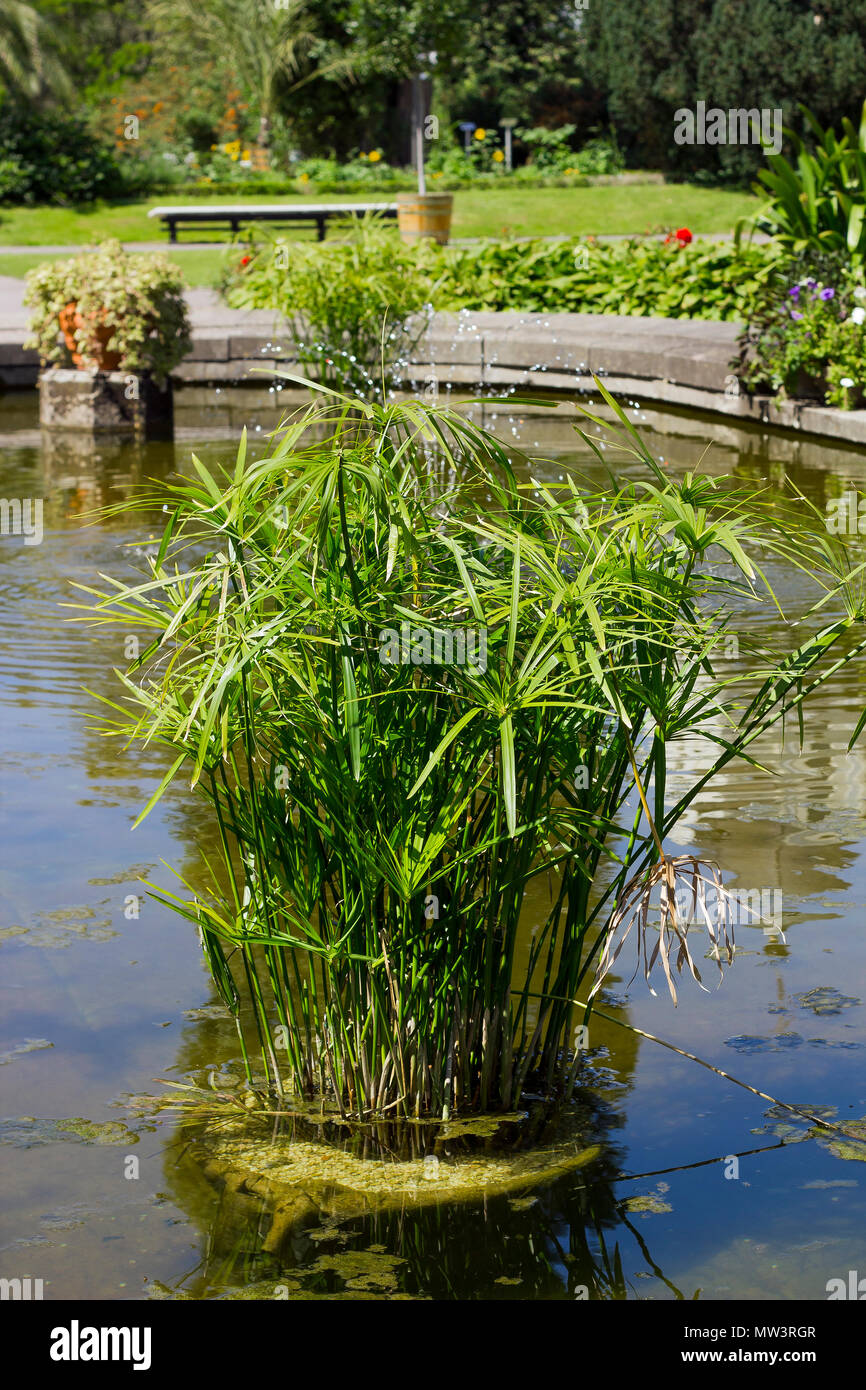 Papyrus cyperus papyrus in park hires stock photography and images Alamy