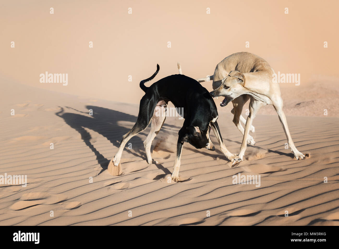 Arabic greyhound best sale