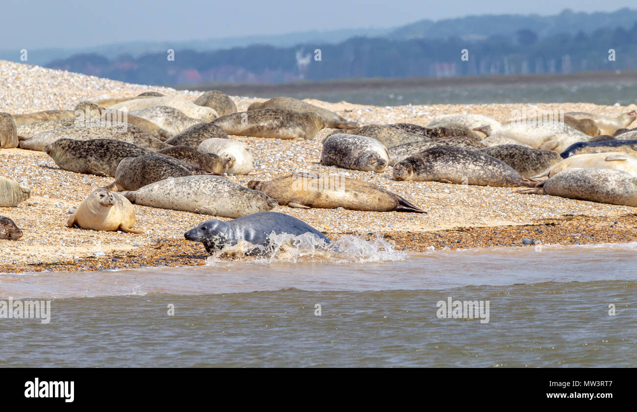 Common and Grey seals at Blakeney Point, Morston, Norfolk, UK Stock