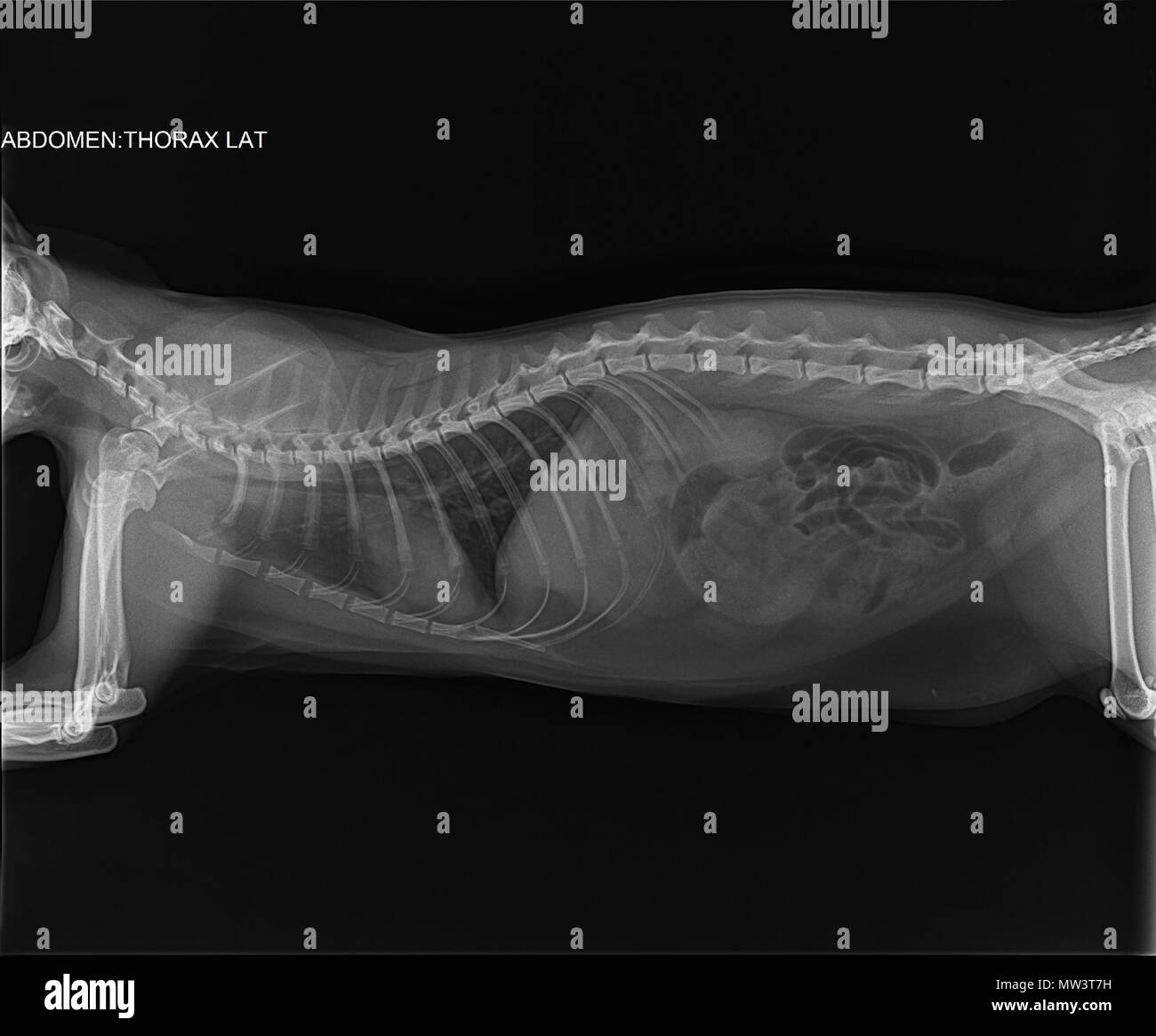 X-ray of a young three-year-old cat with bronchial asthma. Darkening of the bronchial type, interstitium without changes. A uniform decrease in the lu Stock Photo