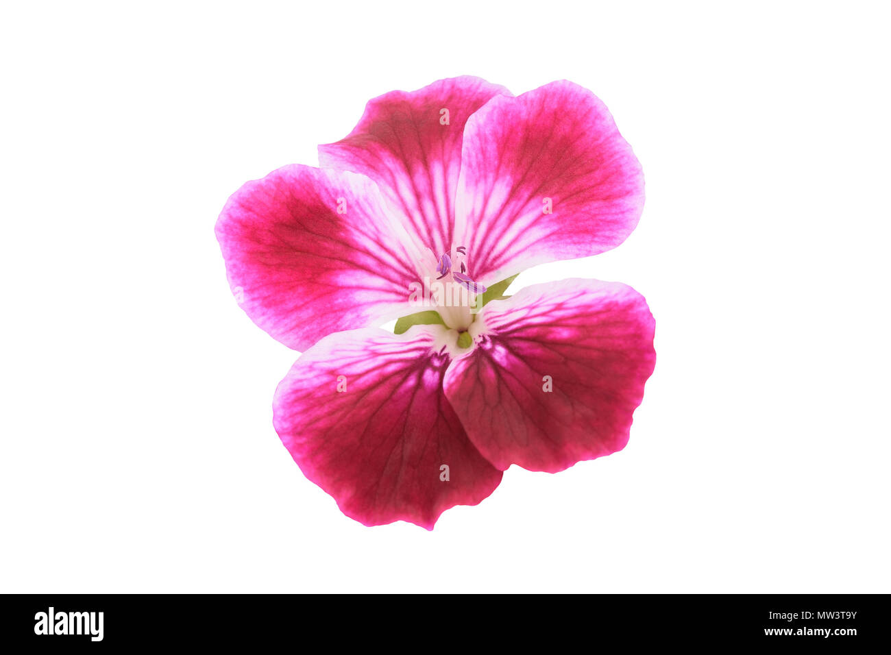 Geranium flower head isolated on white background Stock Photo