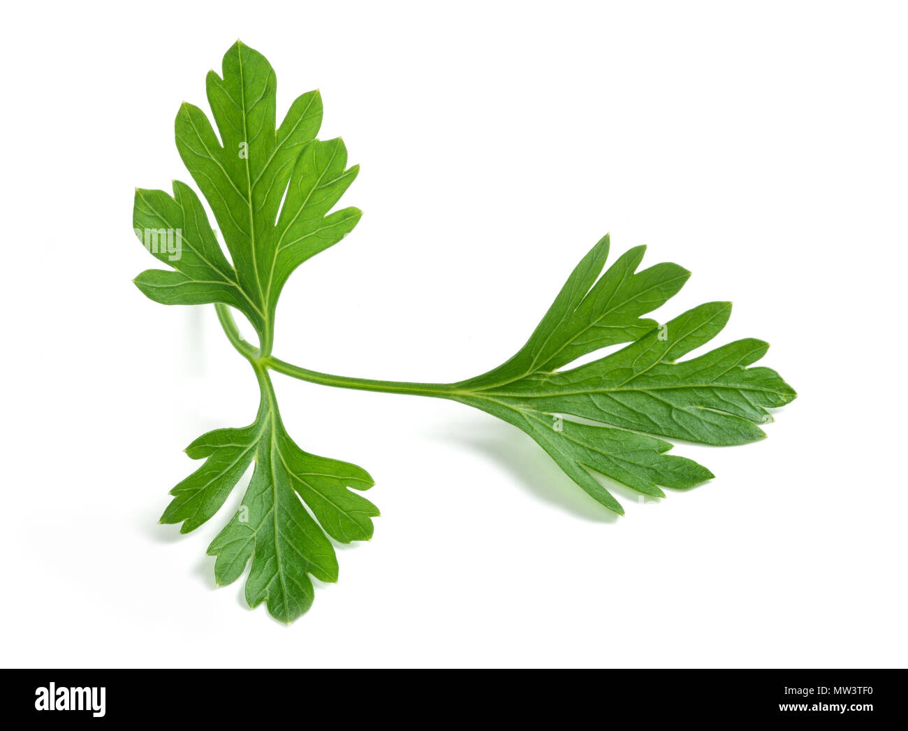 Fresh parsley sprigs isolated on white background Stock Photo Alamy