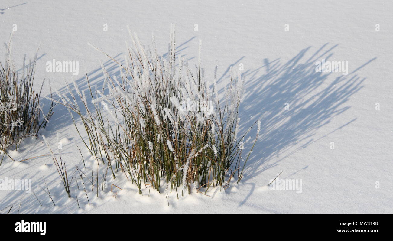 Green grass coming out of the white snow Stock Photo