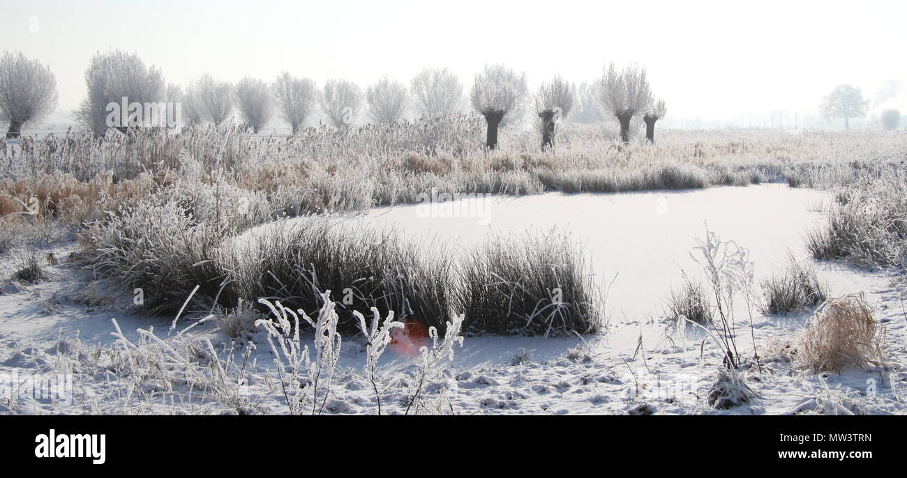Frozen pond and white trees in snow landscape Stock Photo